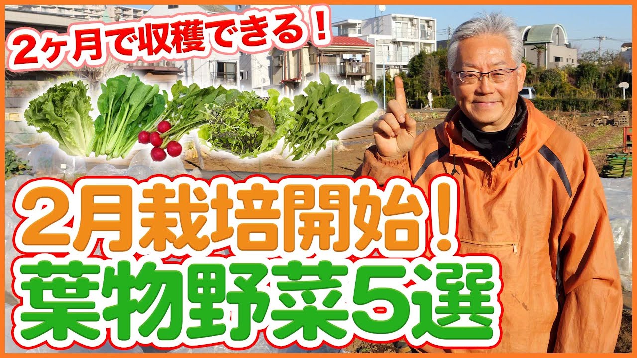 家庭菜園や農園栽培で2月スタートでたったの2ヵ月で収穫できる葉物野菜５選！【農園ライフ】/5 vegetables that can be harvested in 2 months.