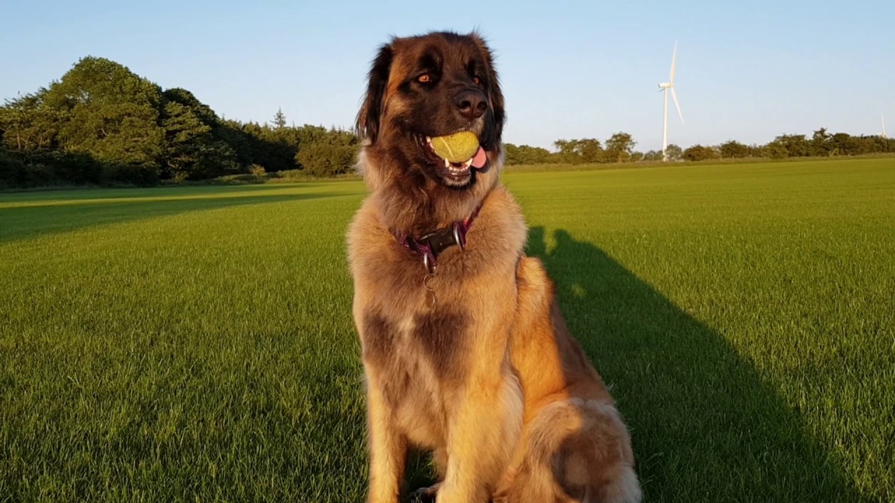 4 MONTH OLD TO 3 YEAR OLD LEONBERGER DOG