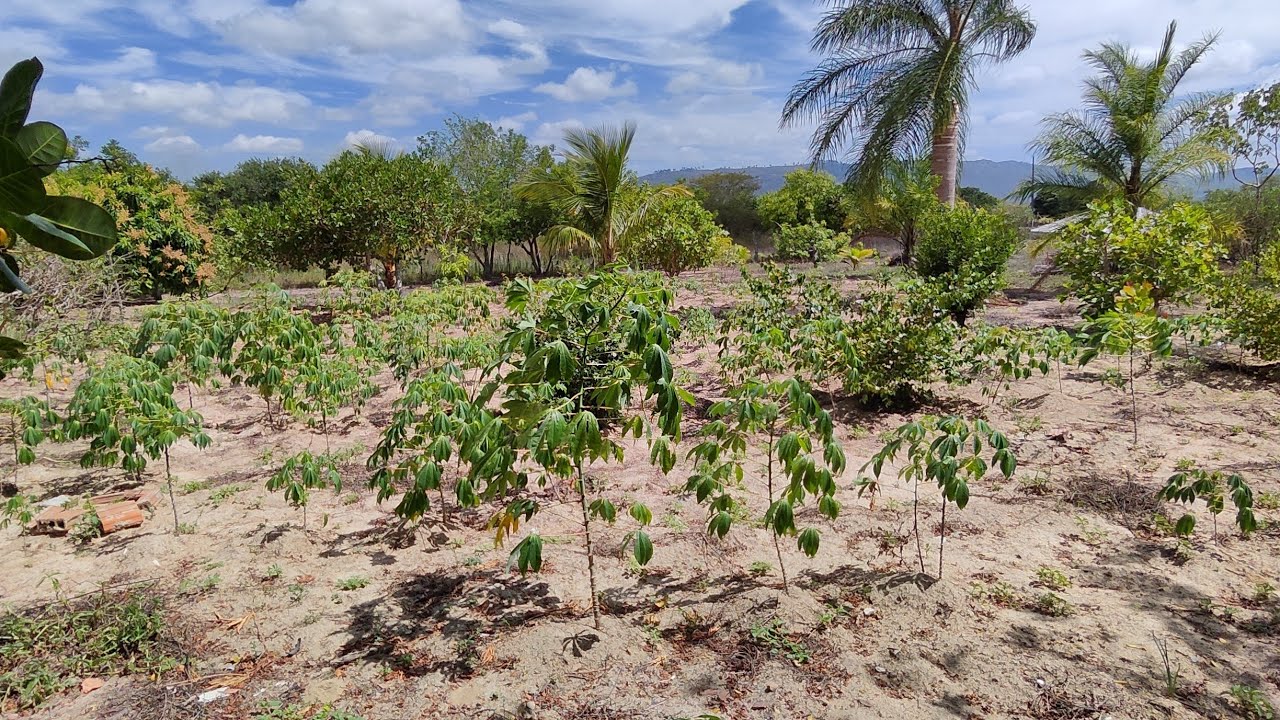 linda chácara em Sanharó Pernambuco 3 mil metros quadrados a 3 km da BR 232/$120 mil 8198958-5020