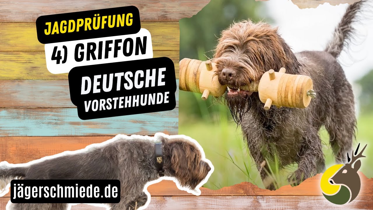 4) Griffon (Deutsche Vorstehhunde) - 💡 Wissen für deine Jagdprüfung