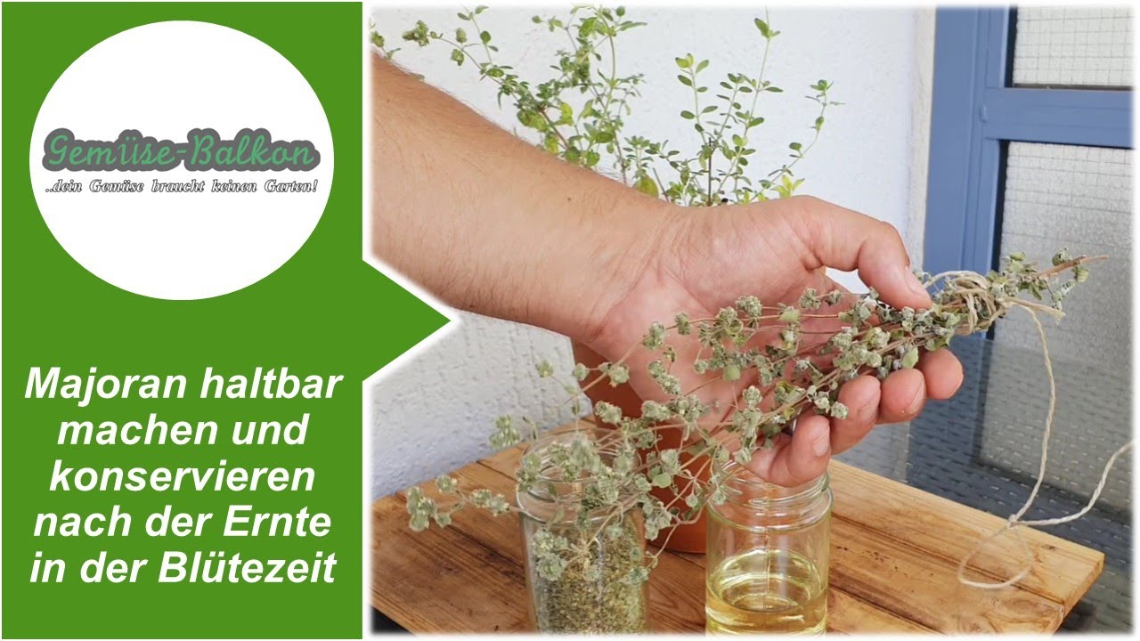 Majoran 🌿 haltbar machen und konservieren nach der Ernte in der Bl&uuml;tezeit