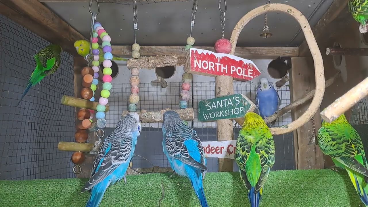 “Guess what he just said!? 🤯🦜 #ViralVideo”