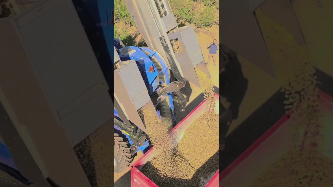 Recolecci&oacute;n almendro superintensivo