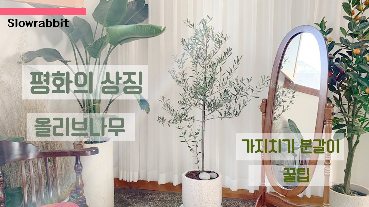 올리브나무 키우는 방법과 분갈이 // 가지치기와 원하는 수형만들기