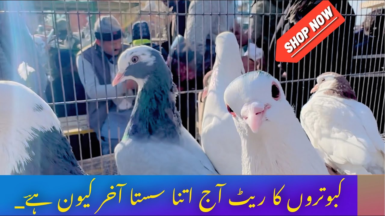 Aj ye Rates itnay down kesay ho gay !only 800 per piece 