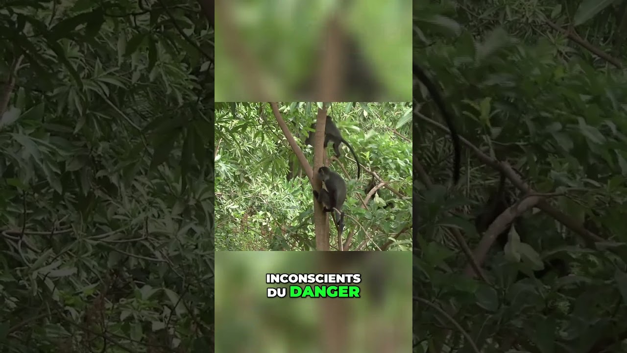 Le pr&eacute;dateur mortel #Pr&eacute;dateurMortel #PuissanceNaturelle #InstinctDeSurvie