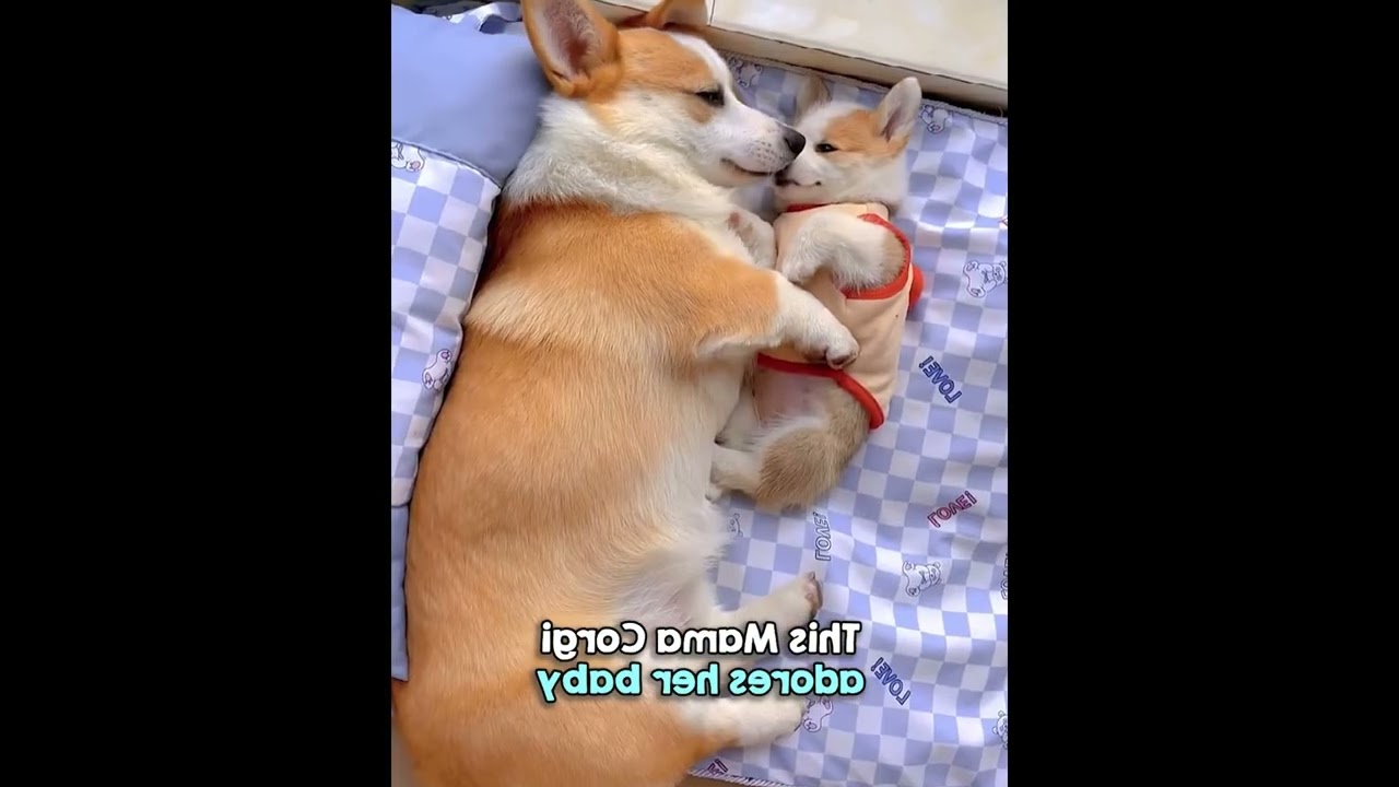 Corgi Mom Snuggles Up With Her Puppy #Cats #Dogs #CuteAnimals #AdorableAnimals #PetParents