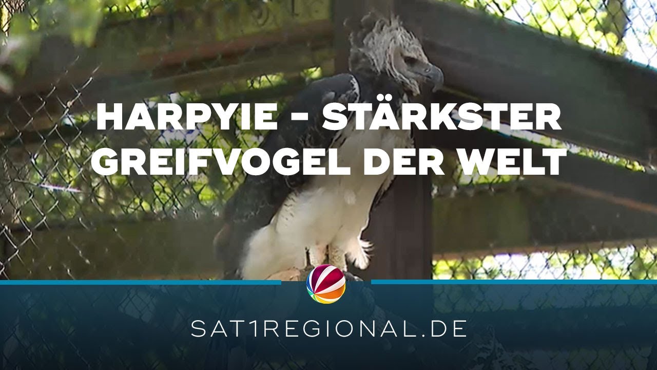 Harpyie: Stärkster Greifvogel der Welt lebt jetzt im Vogelpark Walsrode