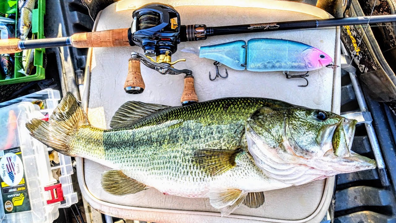 Daiwa Steez HLC MegaBass Destroyer P5 Tequila Baccarac — мой любимый набор для мультипликаторной ...