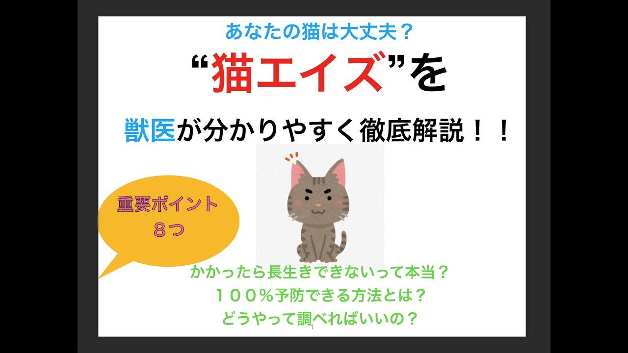 【獣医が解説】“猫エイズ”を分かりやすく徹底解説〜８つの重要ポイント〜　　長生きできない？治らないの？調べる方法は？１００％の予防法は？