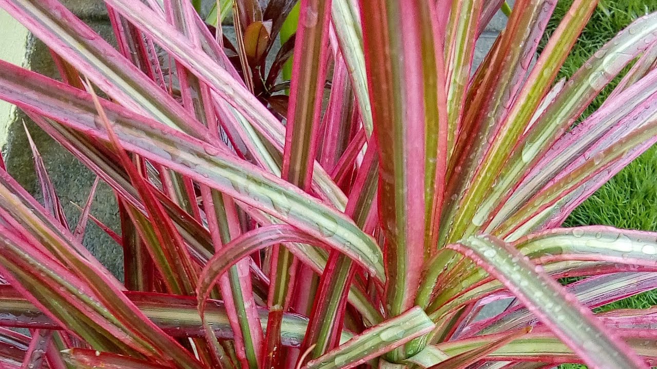 Dracena | Dracenas em vasos e no chão