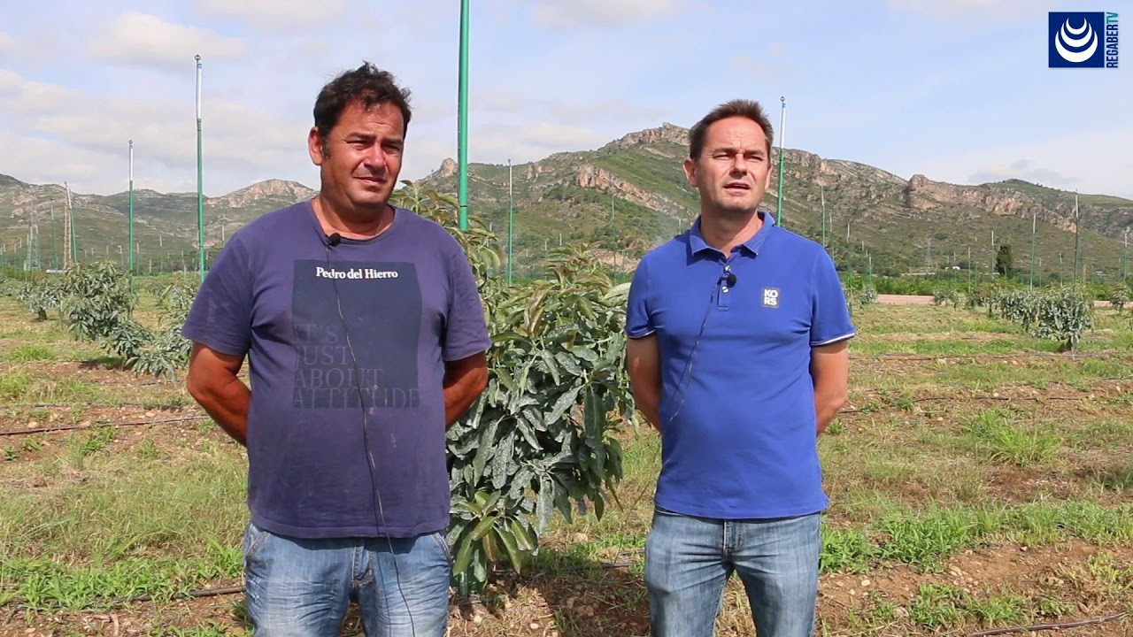 Aguacate · Riego por goteo con Uniram (Valencia)
