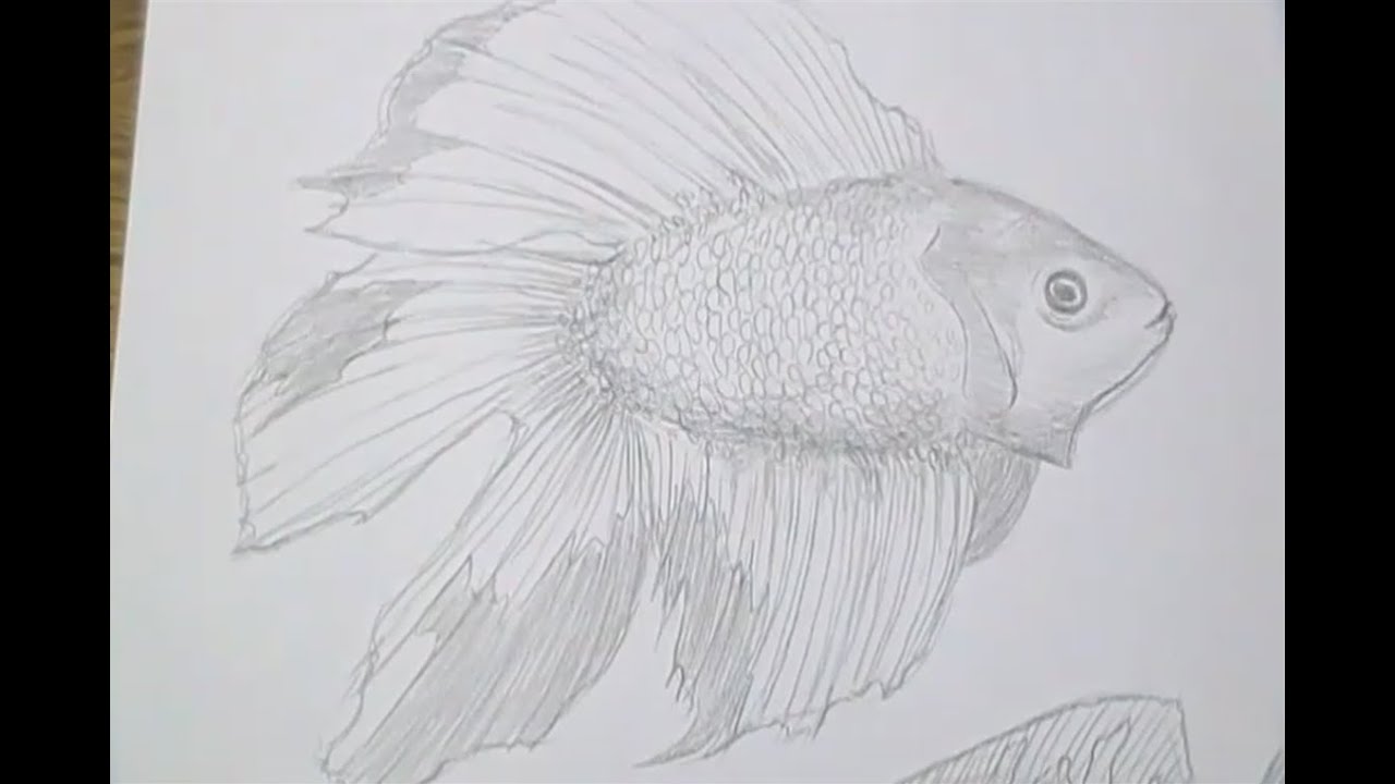 Tutorial - Como desenhar peixes / How to draw fish