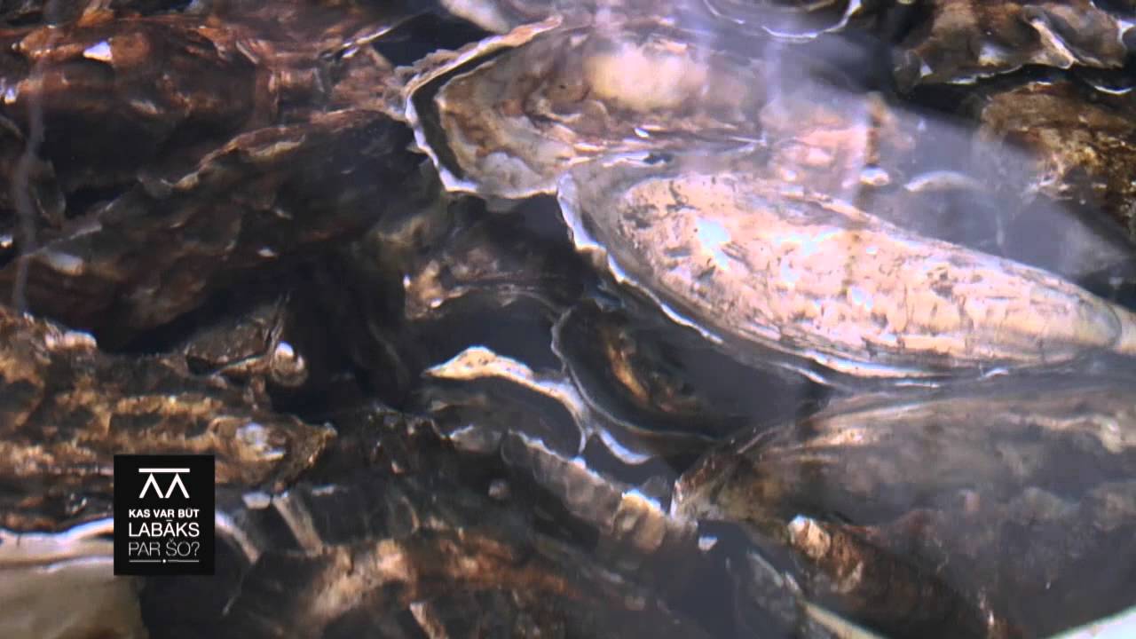 Loch Fyne austeru audzētava un Skotijas lasis. 27.09.2014. Kas var būt labāks par šo?