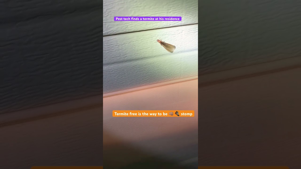 Pest techs finding termites at their own home 🏠 😯 #pestcontrol #termites