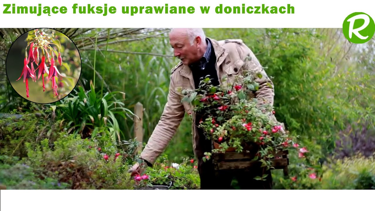 Zimowanie fuksji uprawianych w donicach