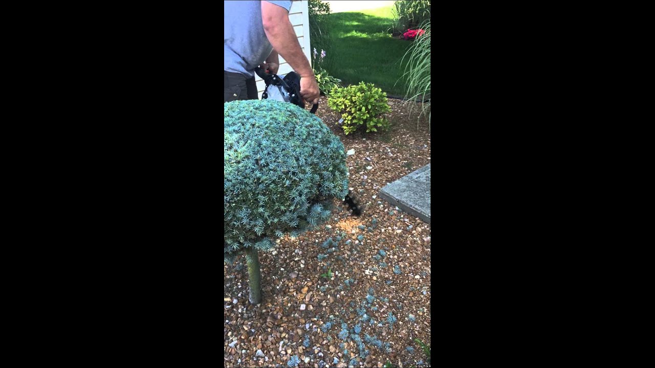 Trimming a Globosa