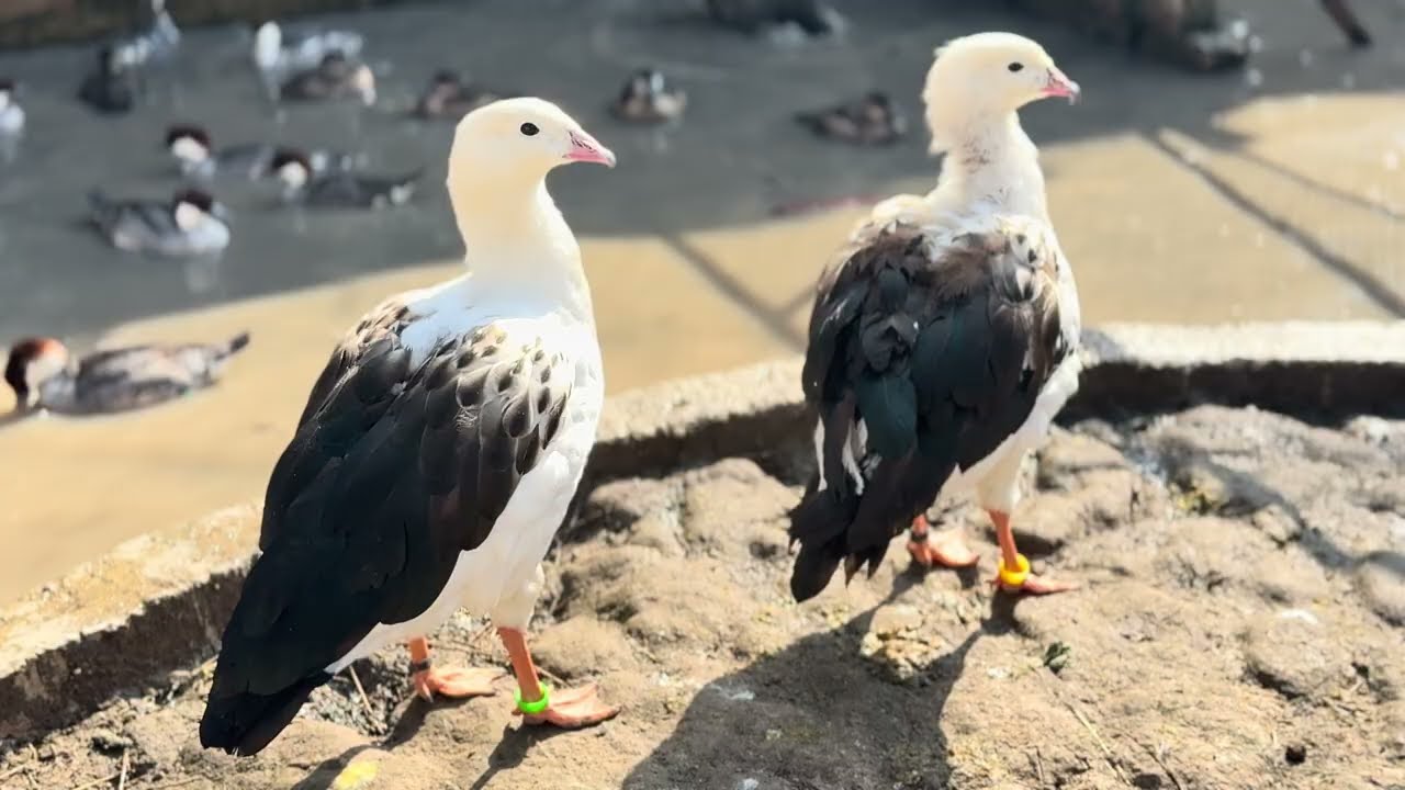 Andean goose
