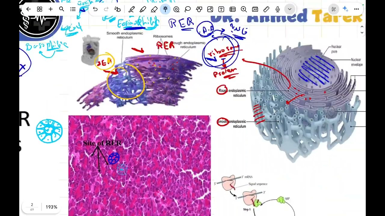 Cell organelles histology1