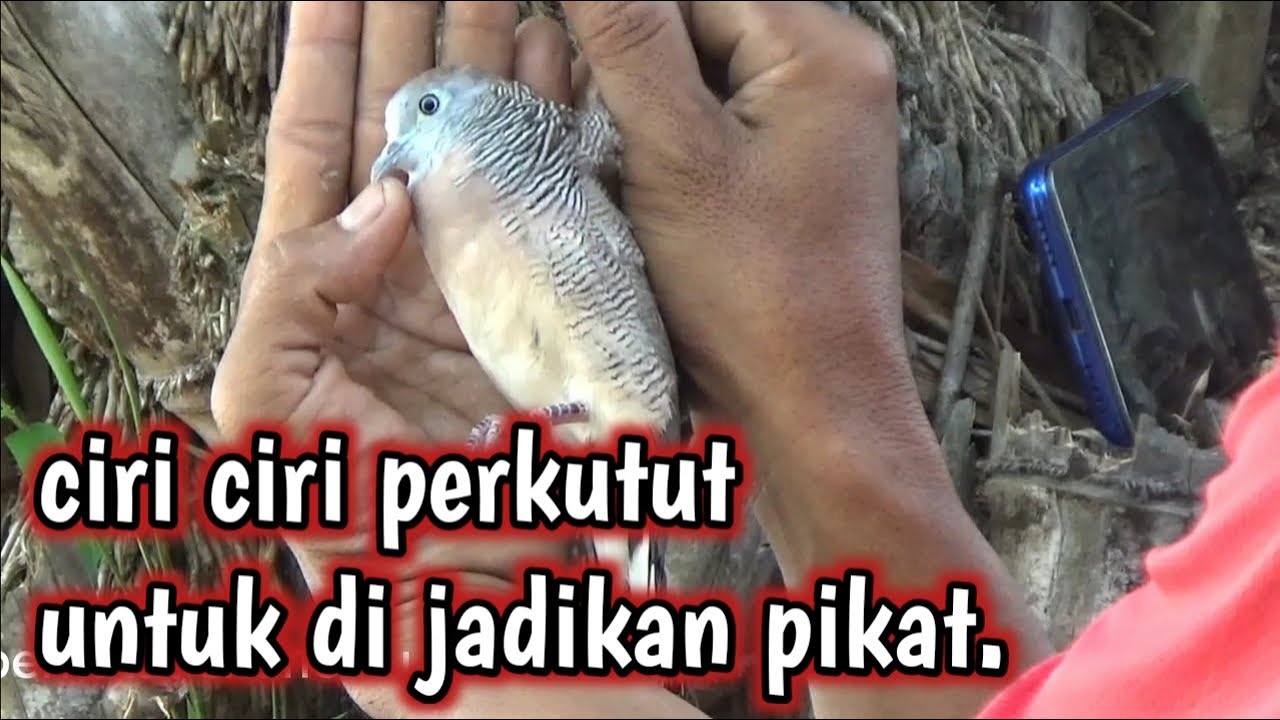 CARA MEMILIH BURUNG PERKUTUT UNTUK DI JADIKAN PIKAT YANG HANDAL @Perkutut Chanel