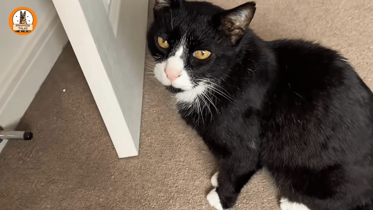 I Adopted This Quiet Cat—Until He Started “Talking” to the Plumber