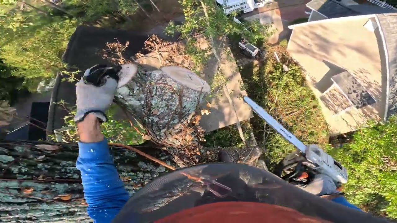 REMOVING OAK TREE LEANING OVER HOUSE