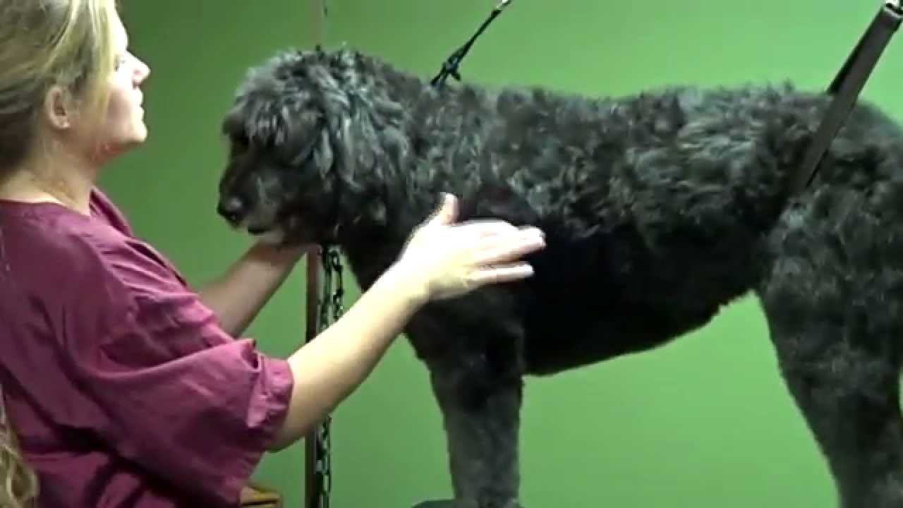 Grooming a Doodle - Natural & Puppy Cut (Trailer)