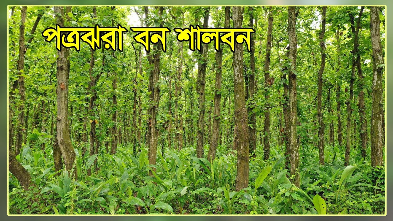 পত্রঝরা বন শালবন। Sal-Deciduous Forest| 2022 | ***Plain forests of Bangladesh***