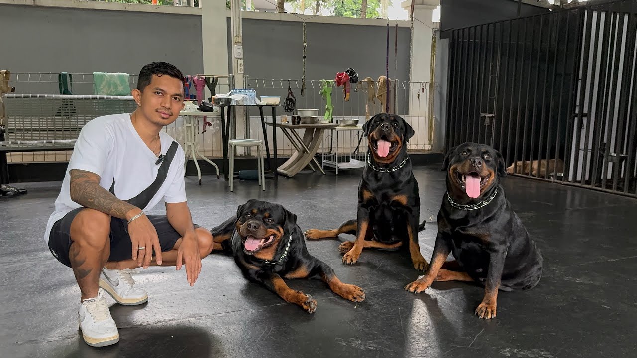 MELATIH 3 ANJING ROTTWEILER ‼️ CUKUP JADI LEADER UNTUK MEMBUAT MEREKA JADI NURUT