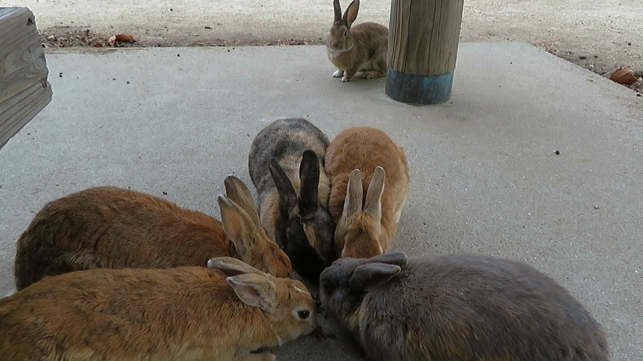 【 Rabbit Island 】ペレットが食べたいけど輪に入れない兎さん💦