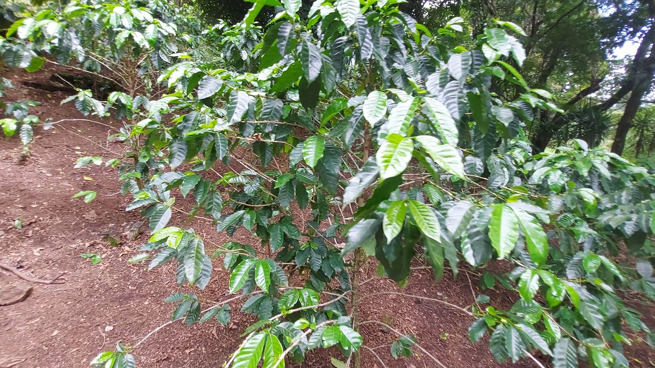 Coffee pruning