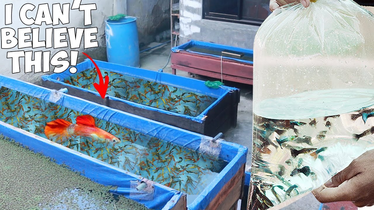 THOUSANDS of GUPPY FISH in a small tank !! MASSIVE PRODUCTION