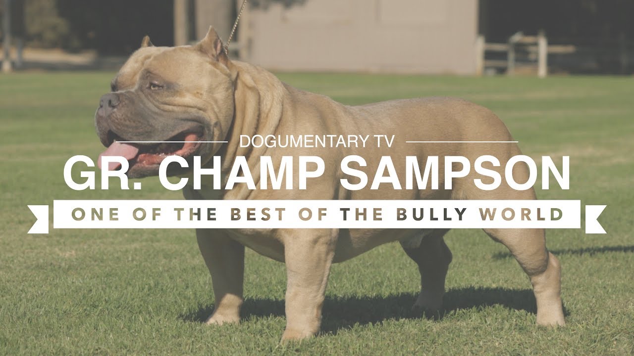 AMERICAN BULLY GR. CH. SAMPSON ONE OF THE BULLY WORLD'S BEST