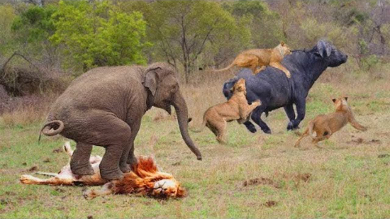 Le buffle et le lion fier | Un &eacute;l&eacute;phant se pr&eacute;cipite pour sauver un buffle d'une attaque de lion ─