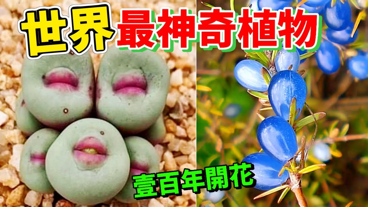 最令人驚歎的十種神奇植物，顛覆認知的怪異植物#奇特的植物#世界之最 #top10 #科普 #神奇的植物#奇妙的植物