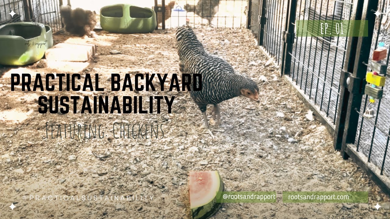Practical Backyard Sustainability | Featuring: Chickens