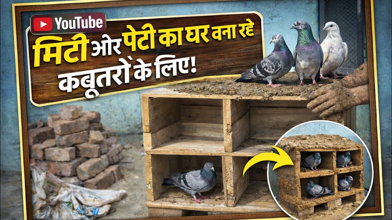 Bana rhe hai mitti ka ghar kabootaro ke liye..😍