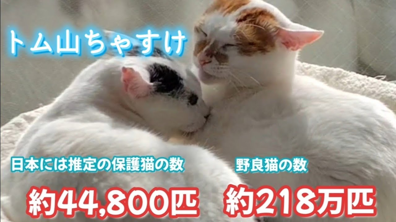 【保護猫】トムとちゃすけ