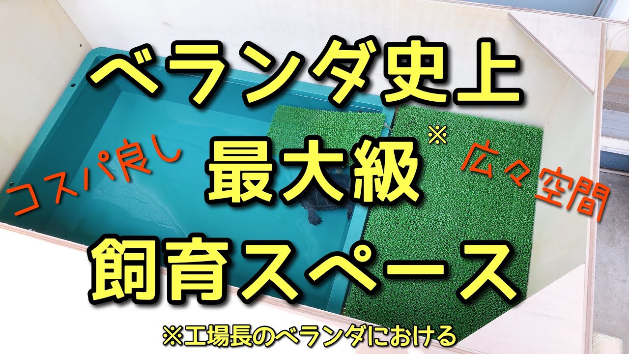 【DIY】ベランダ史上最大！カメの飼育スペースを作る。#イシガメ #クサガメ #ベランダ飼育 #diy 