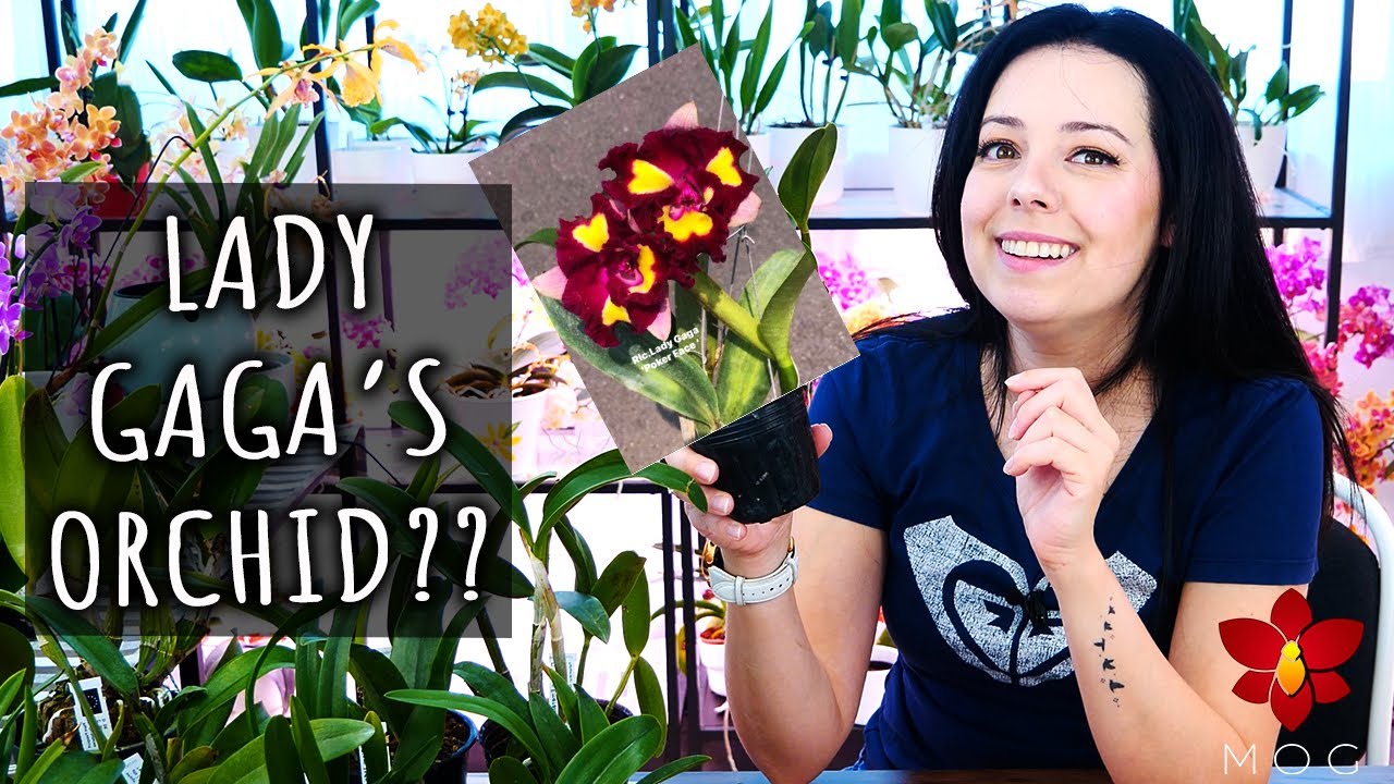 Did I get Lady Gaga's Orchid?? - Orchid Haul Watch Season 1 Episode 1