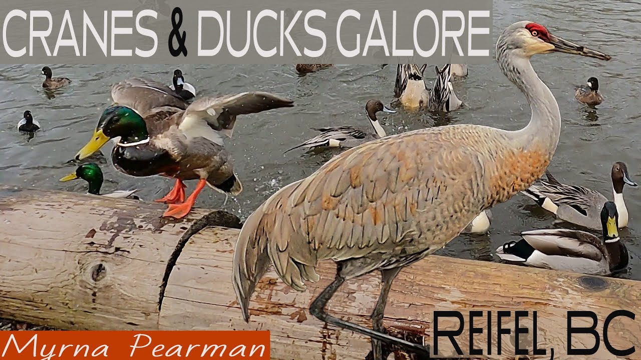 Enjoying Ducks and Cranes at the Reifel Bird Sanctuary