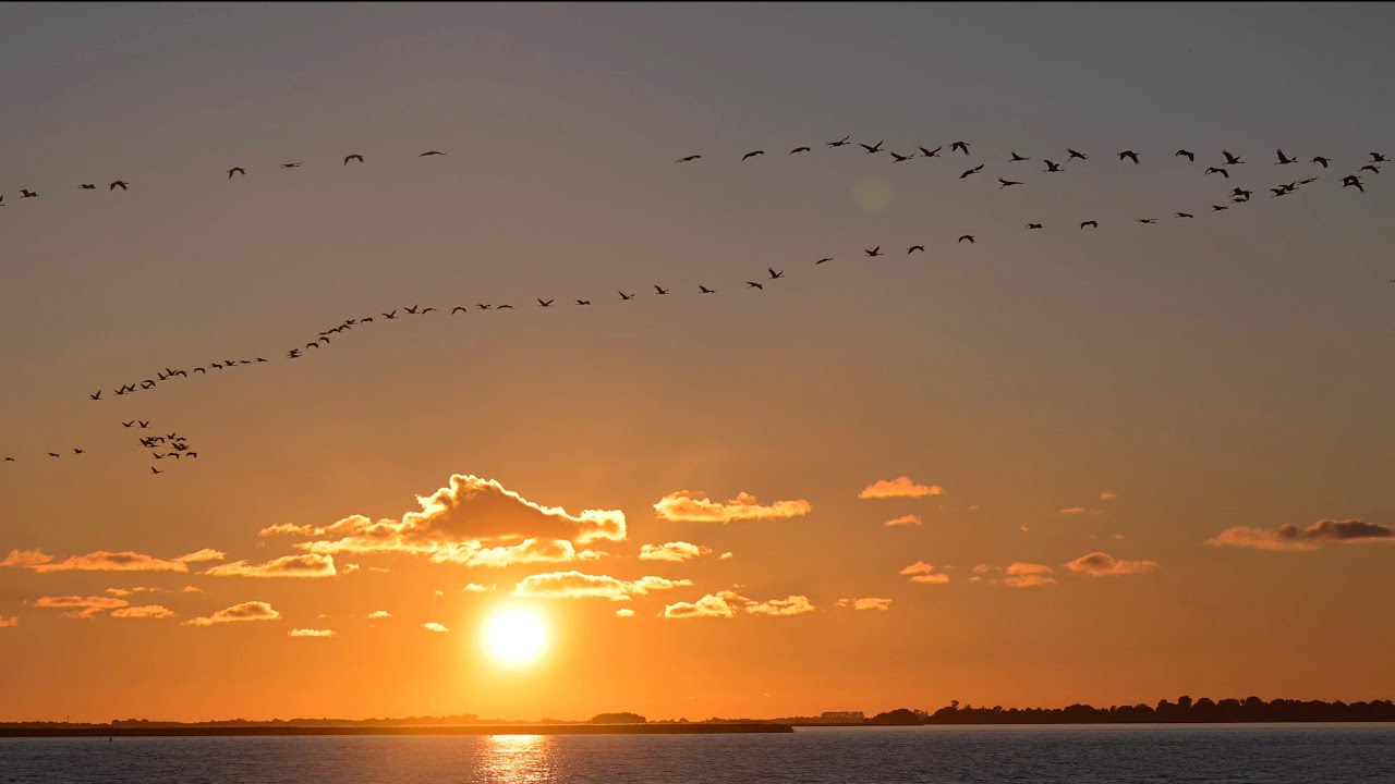 Zugvögel und Hirsche auf dem Darß - Migratory Birds and Deer on the Darß
