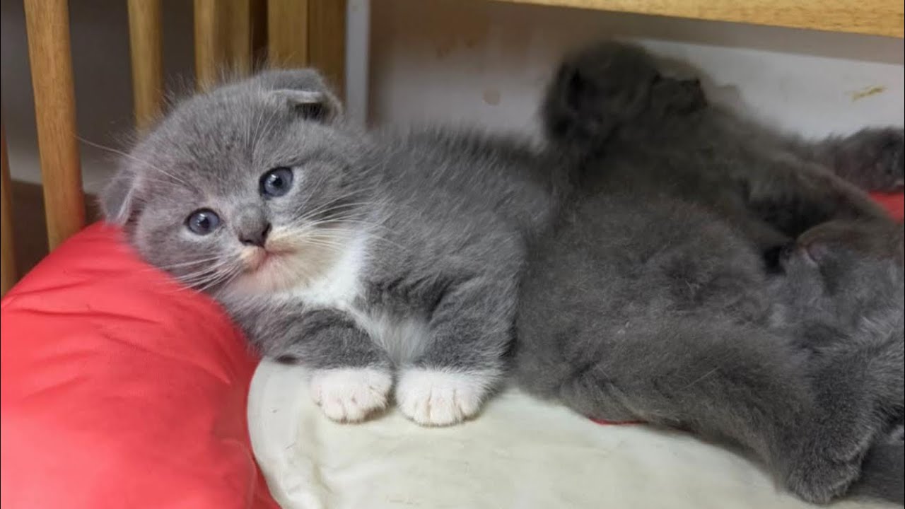 Baby cat cute ☺️ cute ☺️ 😽😻🤍#catattitude #cute #catlife #cutecat #meyjing520 
