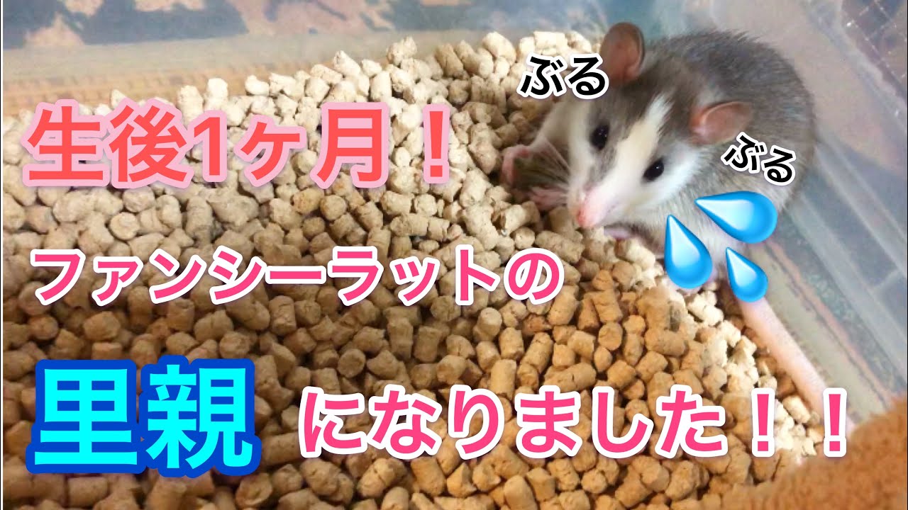 ファンシーラットの里親になりました。お迎え初日！！！