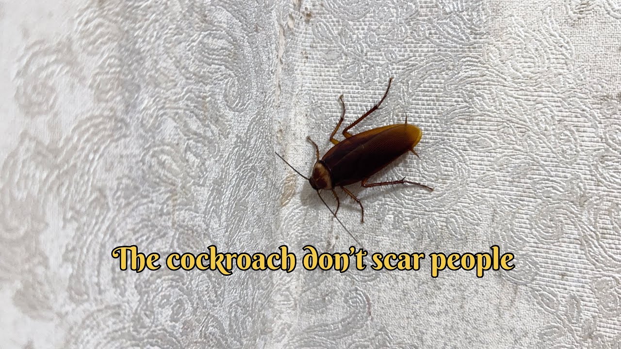 The cockroach don’t scar of people #insects #naturelovers #nature #youtubevideo #youtube #reels 