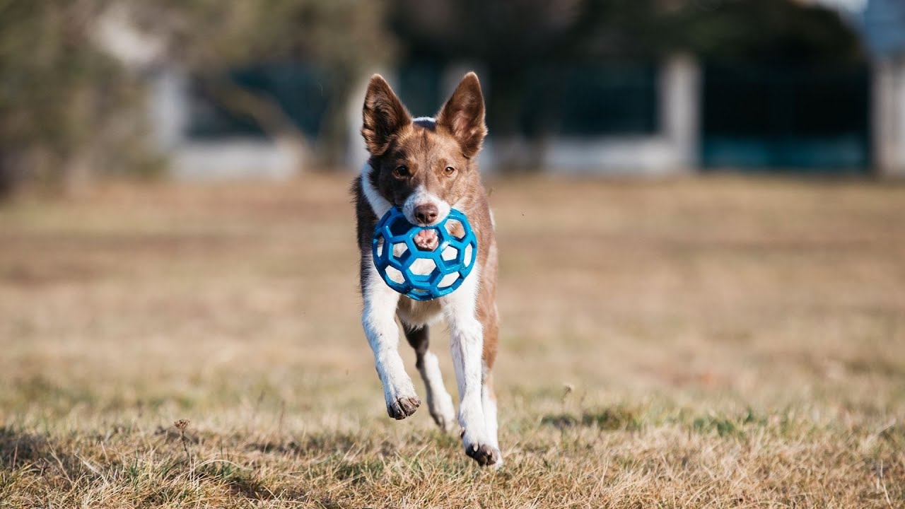 Can Border Collies be therapy dogs?
