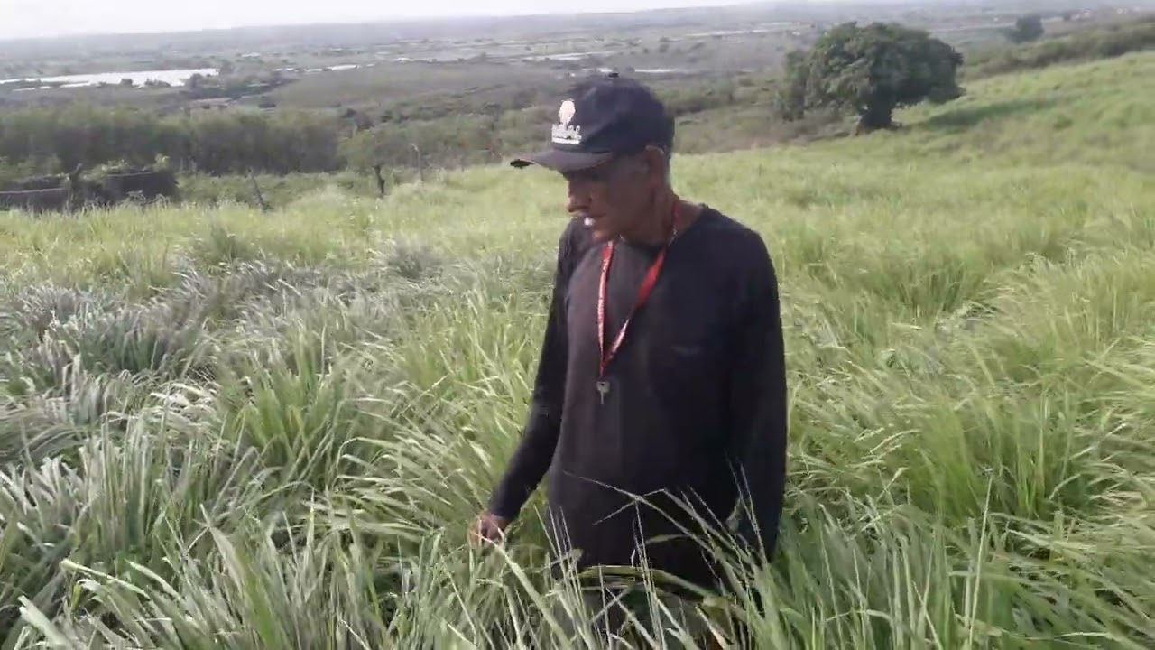capim massai🌾🌵 (noca comédia)