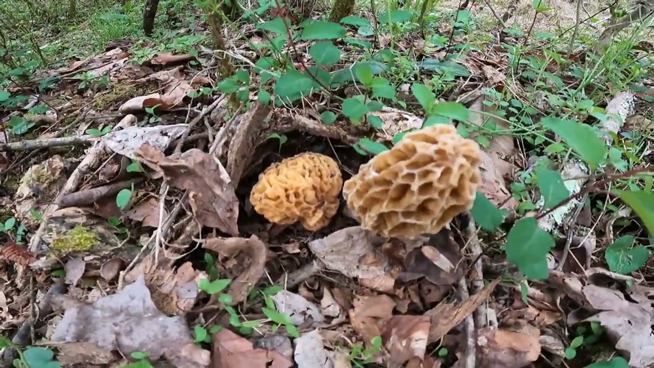 Morels 2023 the pain is worth the effort.