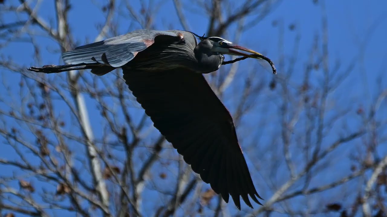 Great Blue Heron