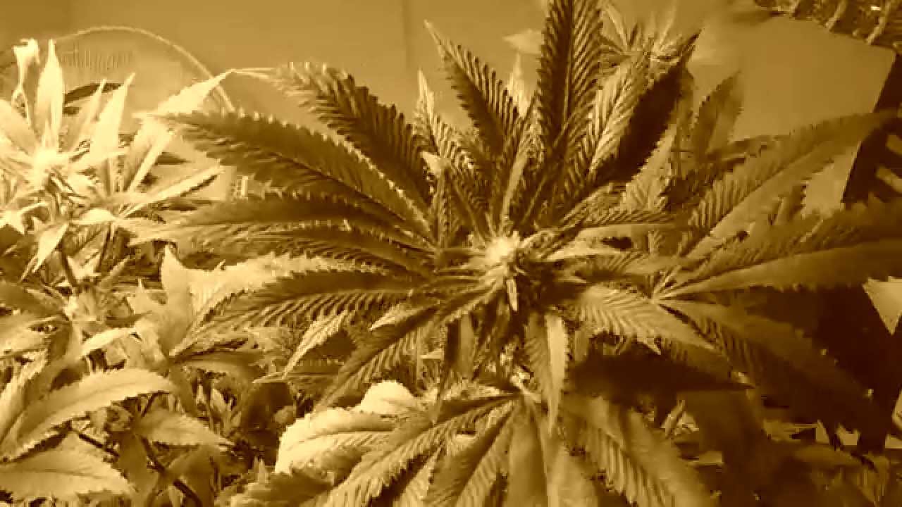 Week 2 of Flowering